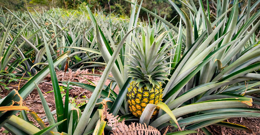 Escuelas de campo visibilizan producción de piña Golden en Yanahuaya Puno Perú