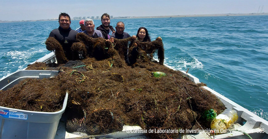 Impulsan el potencial de las macroalgas frente a los desafíos alimentarios, ambientales y climáticos