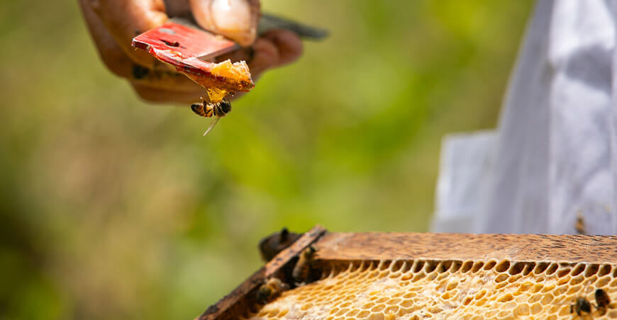 Día Mundial de las Abejas