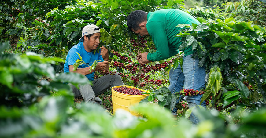 Devida asistencia técnica producción cultivo de café productores del Vraem Perú