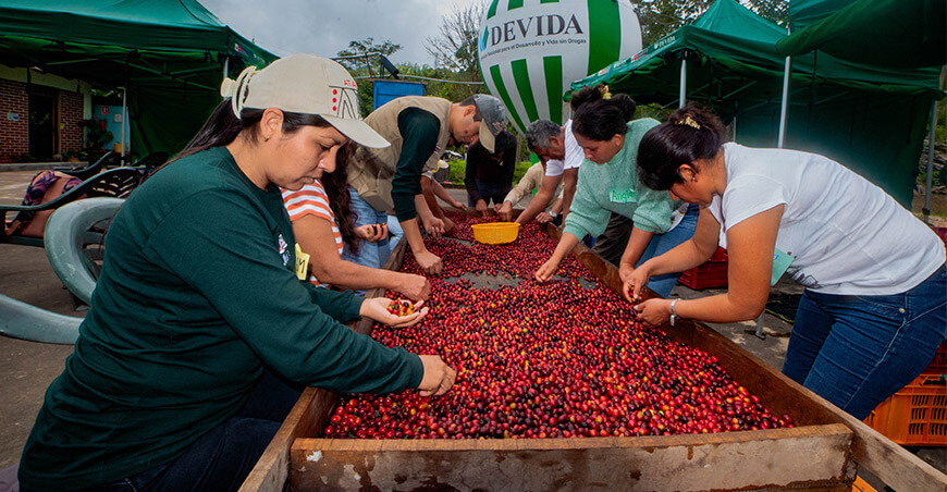 Devida prepara a familias cafetaleras para concursos de cafés especiales Villa Rica Pasco Perú