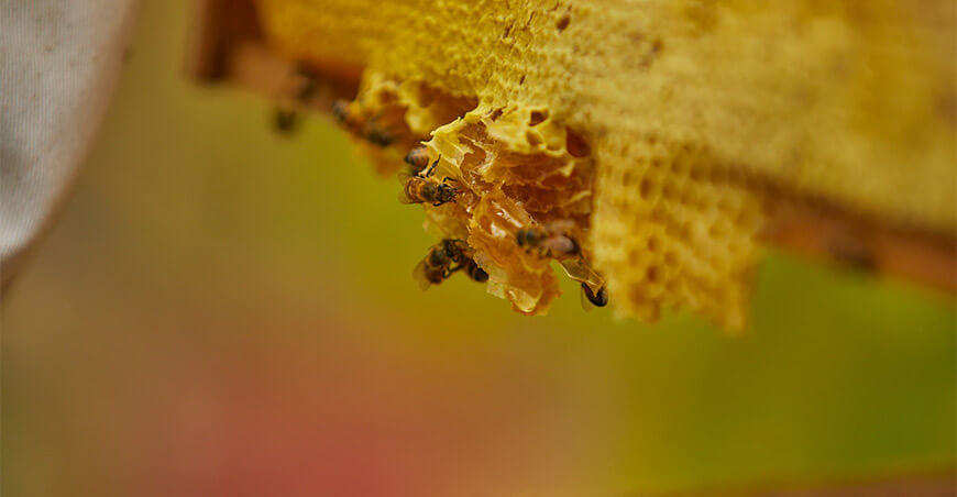 Apicultores del Vraem crianza abejas producción miel Devida Perú