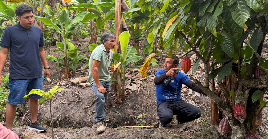 Productores de Bagua fortalecen técnicas de cosecha para mejorar la calidad del cacao Amazonas Devida Perú