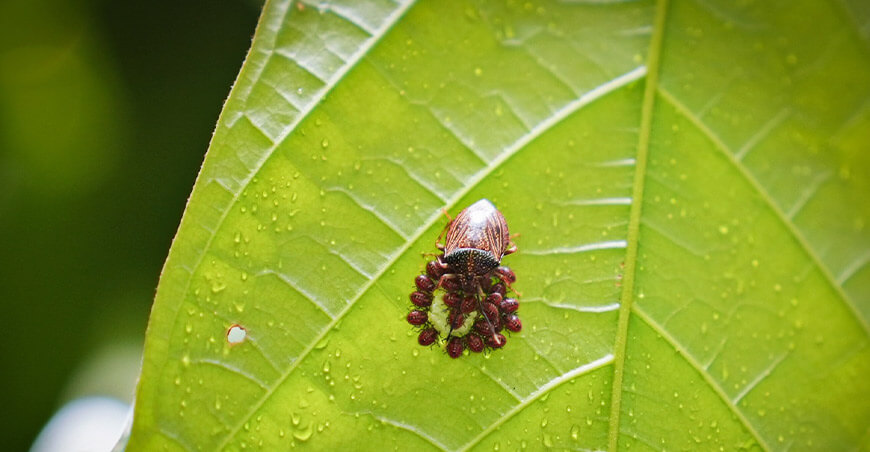 UNTRM y universidad de Brasil impulsan investigación sobre plagas del cultivo de cacao