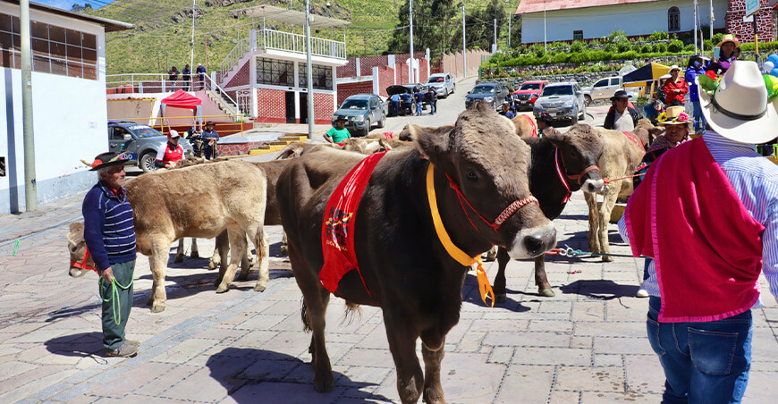 GORE Lima entregó ganado vacuno de la raza Brown Swiss a la comunidad campesina de Mittma 