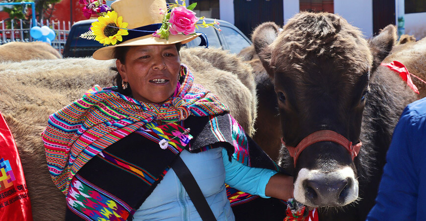 GORE Lima entregó ganado vacuno de la raza Brown Swiss a la comunidad campesina de Mittma