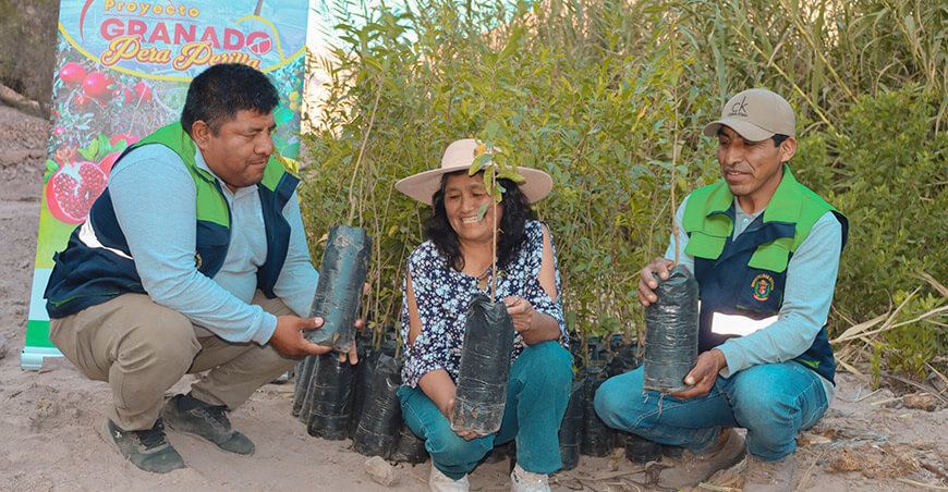 Impulsan la producción de granada en Ilabaya con entrega de plantones certificados Tacna Perú