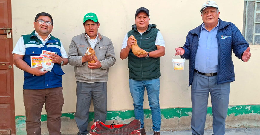 Escuelas de campo impulsan producción de cuyes y papa en Otuzco La Libertad Perú