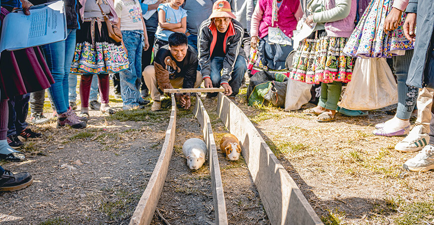 Festival del Cuy Quispicanchino