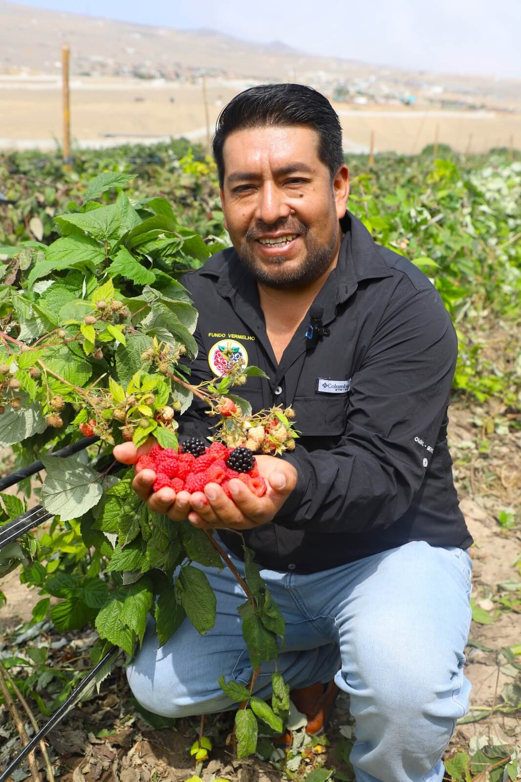 Fundo Vermelho impulsa agroinversiones rentables con frambuesas y zarzamoras Huaral Lima Perú