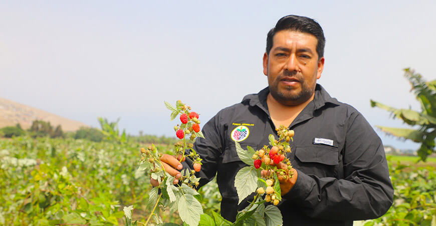 Fundo Vermelho impulsa agroinversiones rentables con frambuesas y zarzamoras Huaral Lima Perú
