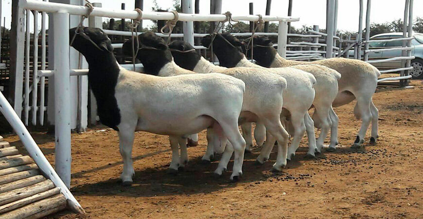 Ovinos Dorper Perú