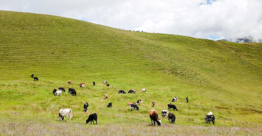 ganado vacuno Chilcas Ayacucho Perú 