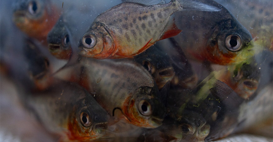 IIAP impulsa acuicultura sostenible con entrega de 12 000 alevines de paco en Madre de Dios Perú