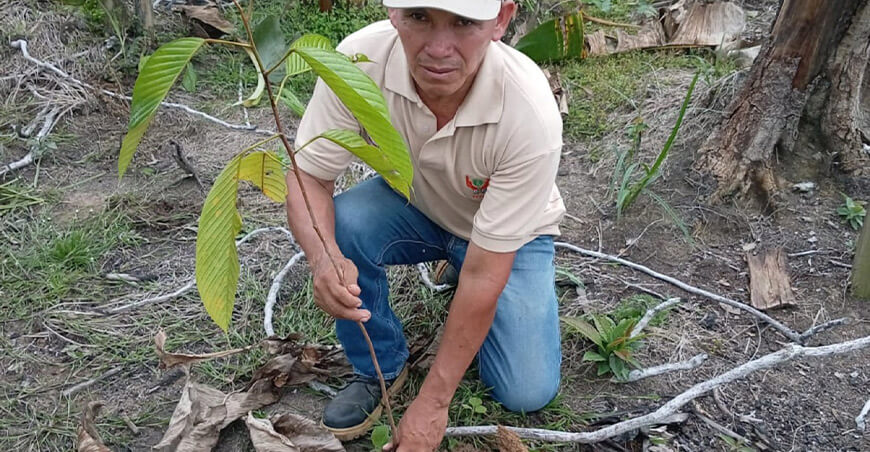 Un banco verde en Loreto Perú IIAP ya entregó 4149 plantones forestales de alta calidad a 40 productores estratégicos