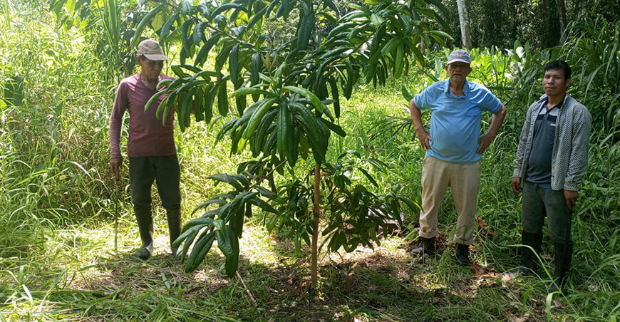 Un banco verde en Loreto Perú IIAP ya entregó 4149 plantones forestales de alta calidad a 40 productores estratégicos