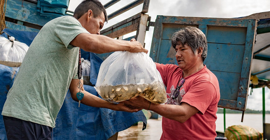 IIAP impulsa acuicultura sostenible con entrega de 12 000 alevines de paco en Madre de Dios Perú