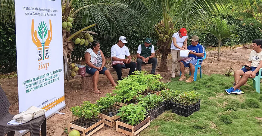 Productores de Santa Cruz fortalecerán sistemas agroforestales con apoyo del IIAP San Martín Perú