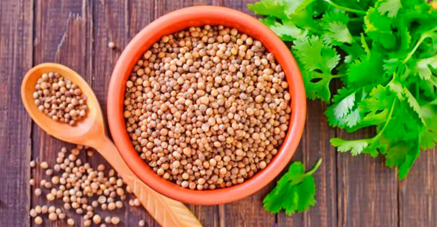 nuevos requisitos fitosanitarios para importar semillas de culantro desde Chile