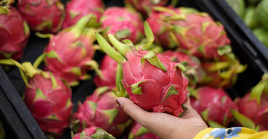 producción pitahaya