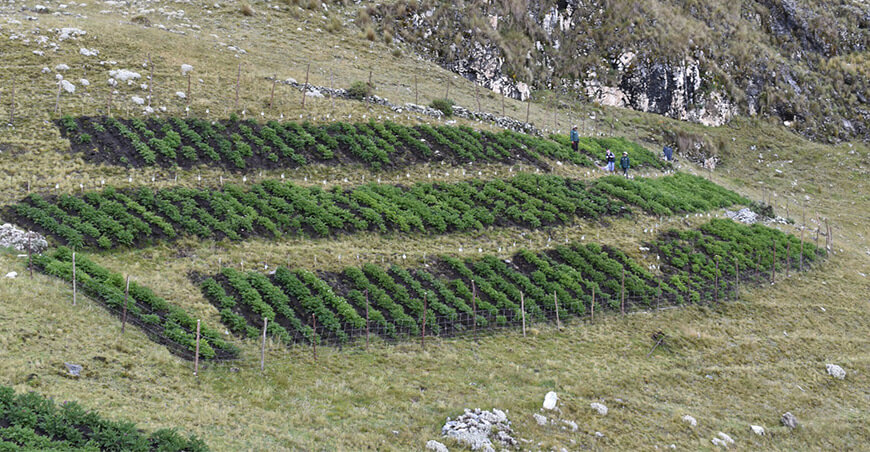 INIA instala parcela para mejorar calidad genética de papa nativa en Zona de Agrobiodiversidad Paymakis Apurímac Perú