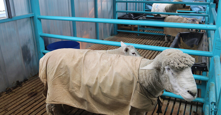 Impulsan inseminación artificial ovina con moderno aprisco en Espinar Cusco Perú