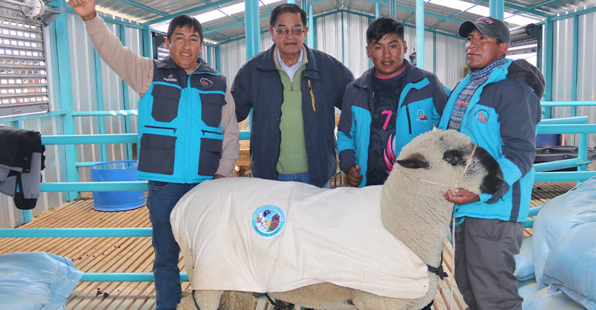 Impulsan inseminación artificial ovina con moderno aprisco en Espinar Cusco Perú
