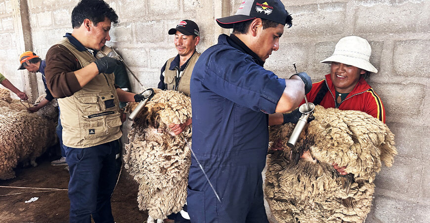 Inseminación Artificial a Tiempo Fijo ovinos Puno Perú