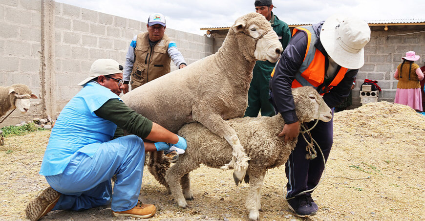 Inseminación Artificial a Tiempo Fijo ovinos Puno Perú