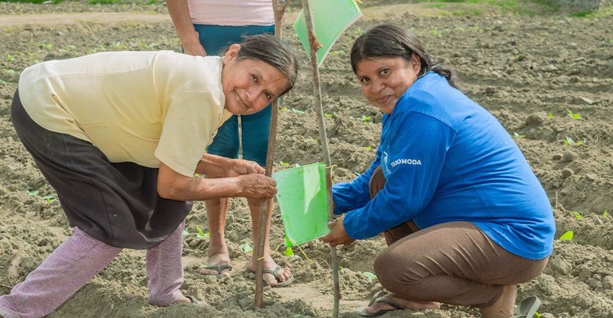 Productoras de Bellavista implementan trampas ecológicas para proteger cultivos de frijol caupí Piura Perú