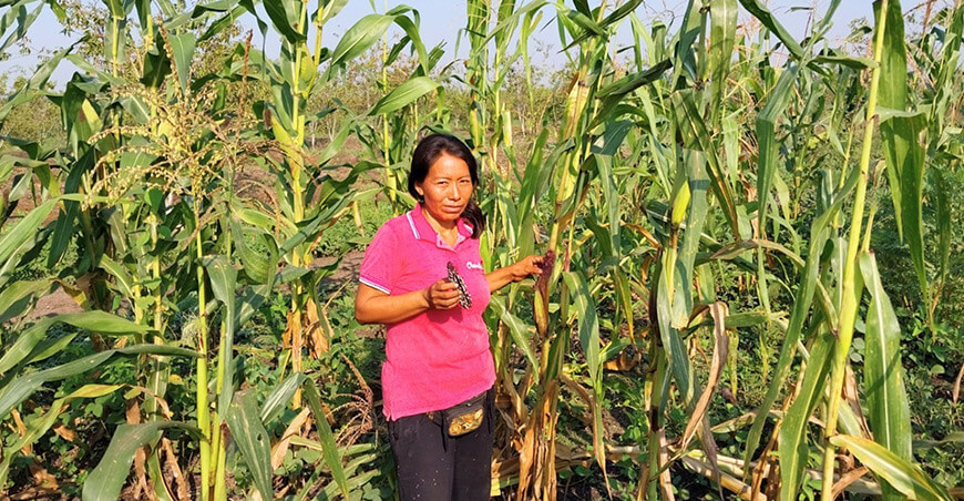 el maíz morado de la variedad INIA-615 Negro Canaán se adapta con éxito a los suelos inundables de Ucayali IIAP Perú