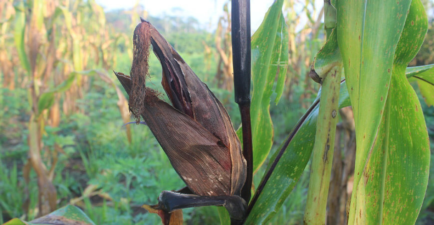 el maíz morado de la variedad INIA-615 Negro Canaán se adapta con éxito a los suelos inundables de Ucayali IIAP Perú