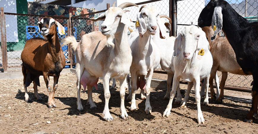 INIA eleva producción de semen caprino de alta calidad genética para la ganadería nacional