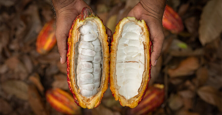 cultivoPlataforma de Negocios Verdes del Minam más de 200 productos y servicios sostenibles de 21 regiones del país de cacao