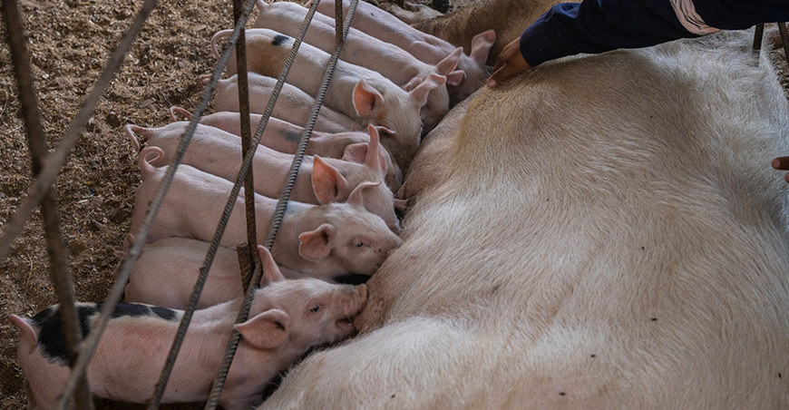 Registran nacimiento de lechones mediante inseminación artificial Tacna Perú