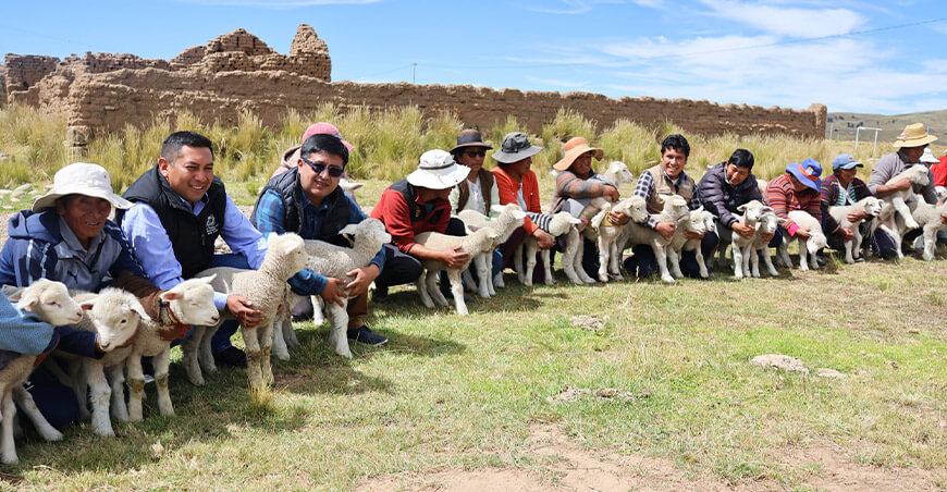 Mejoramiento genético ovino da primeros resultados en Putina y Quilcapuncu Puno Perú