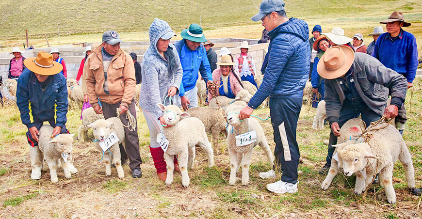 crías de ovinos obtenidas mediante inseminación artificial en San Antón Puno Perú Proyecto Especial Binacional Lago Titicaca 