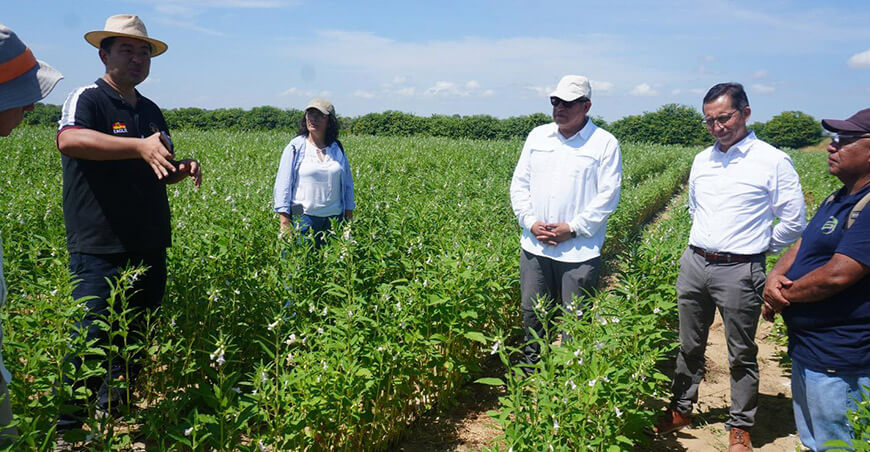 Impulsan exportación de ajonjolí de Piura a Corea del Sur