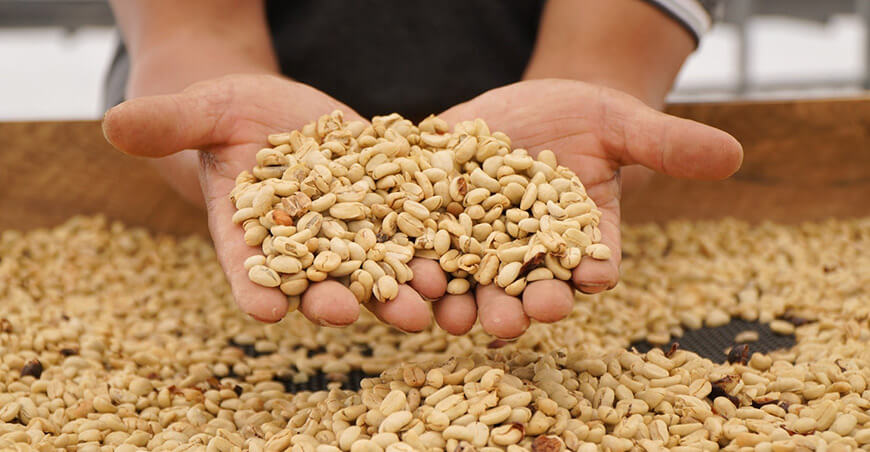 Comercio de Café Fairtrade