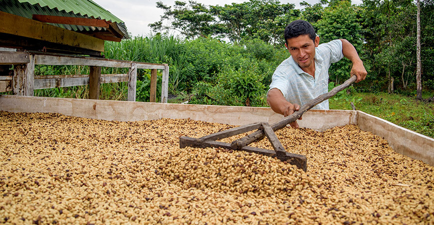 Exportaciones de café peruano