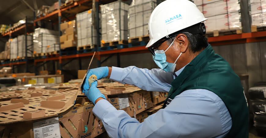 Perú Senasa exportación de pollitos bebés peruanos