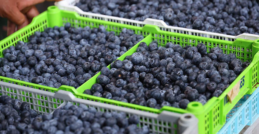 Perú producción de arándanos peruanos
