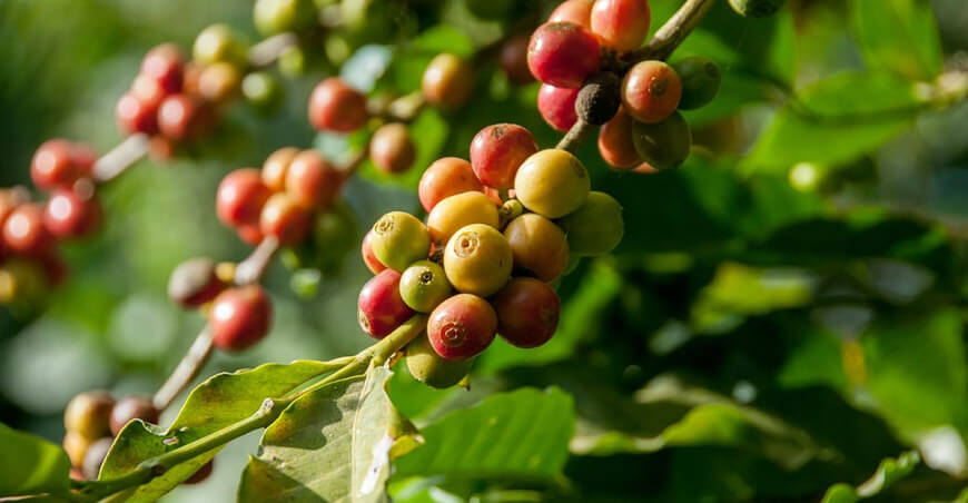 producción de café