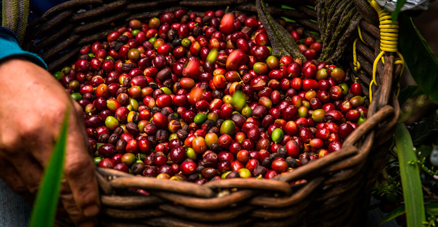 producción de café