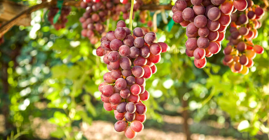 Producción de uvas Perú