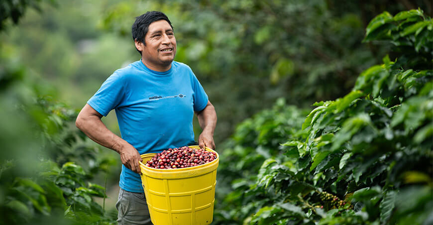 productor cosecha café Vraem Devida Perú