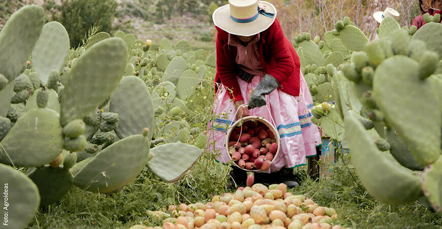 productora de tunas producción de cactáceas Perú