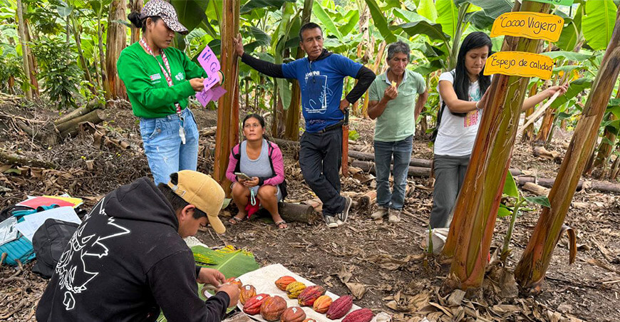 Productores de Bagua fortalecen técnicas de cosecha para mejorar la calidad del cacao Amazonas Devida Perú