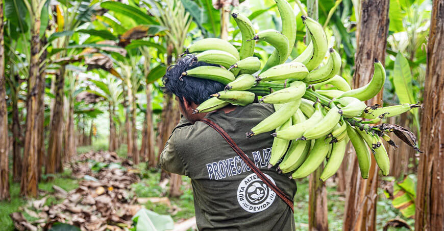 Comunidades asháninkas proyectan cosecha de más de 6200 toneladas de plátano Vraem Devida Perú