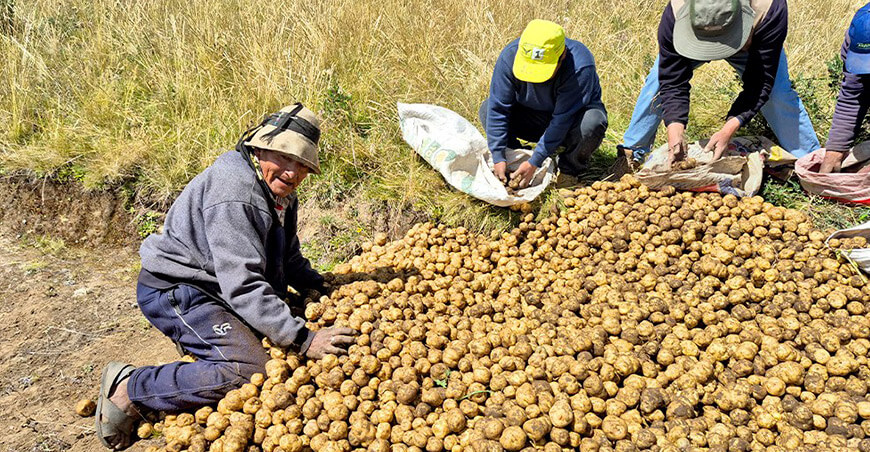 Fortalecen producción de papas nativas en comunidades campesinas de Coyllurqui Apurímac Perú